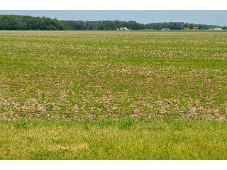 Property photo 155 - LAND AUCTION - 700+/- ACRES OFFERED IN 16 TRACTS IN ALLEN COUNTY, INDIANA
